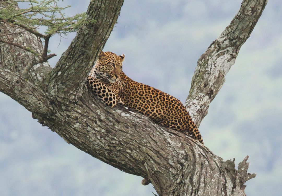serengeti tree leopard