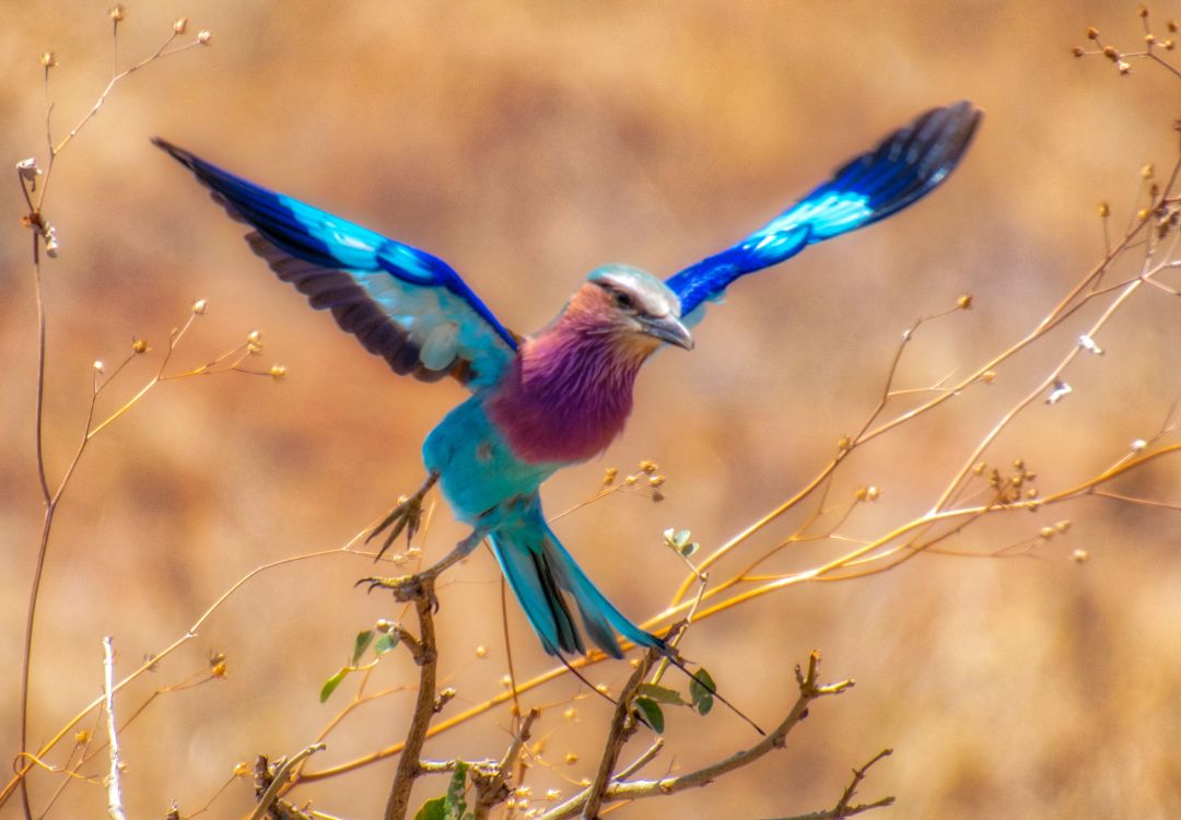 tanzania bird watching safari