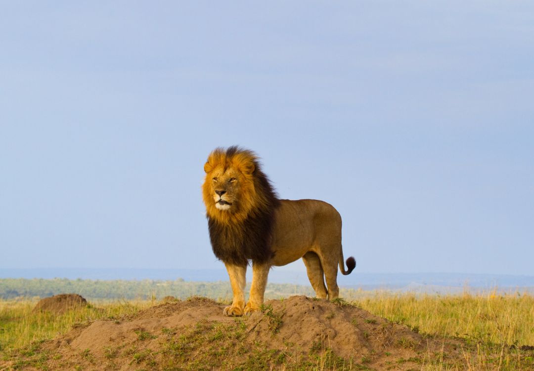 tanzania lion