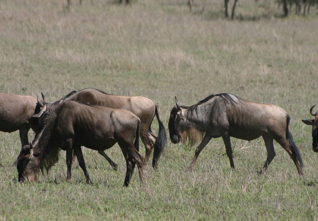 wildebeest herd, migration in serengeti, tanzania, africa