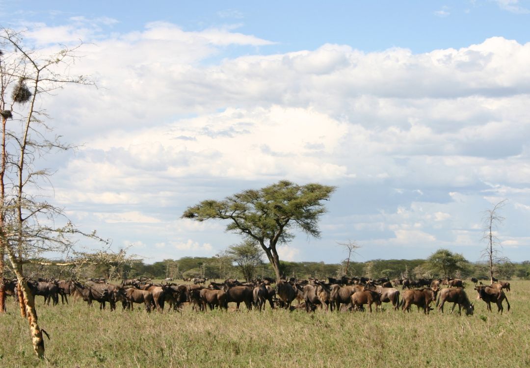 wildebeest herd, migration in serengeti, tanzania, africa(1)