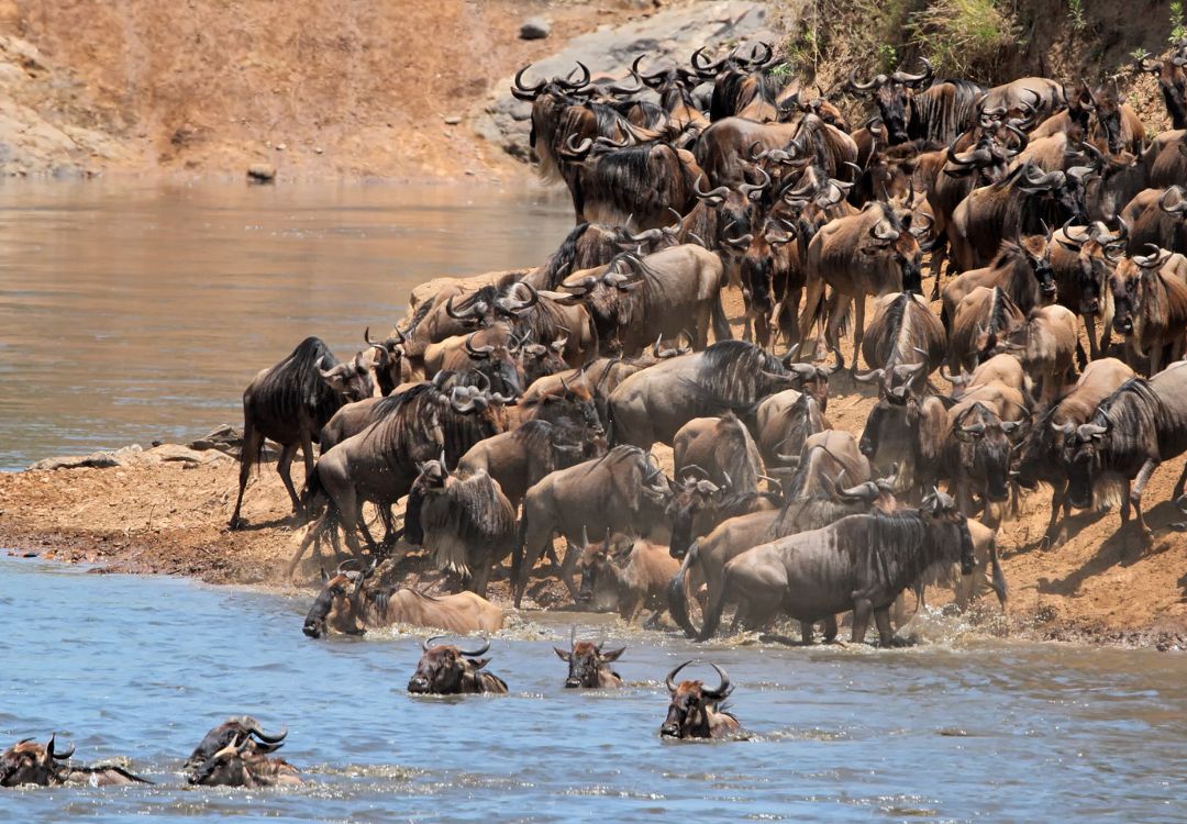 wildebeest migration