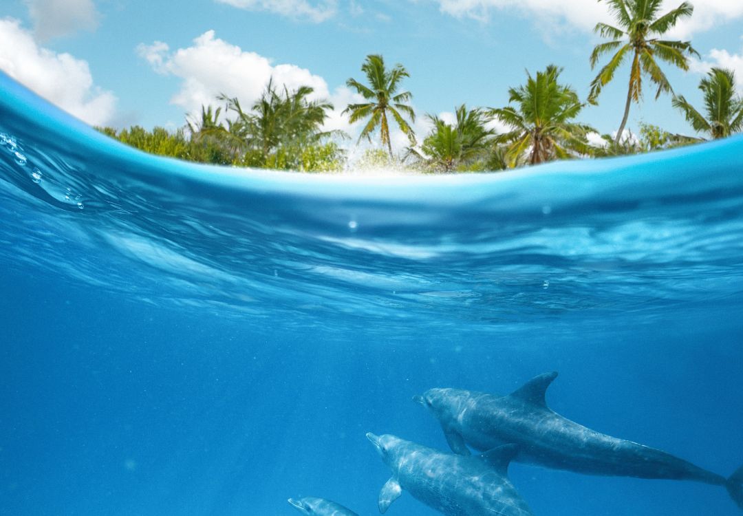 zanzibar dolphin(1)