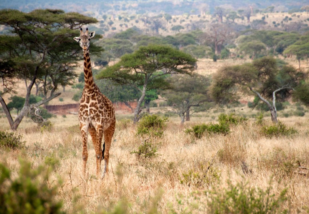 giraffe in tarangire national park