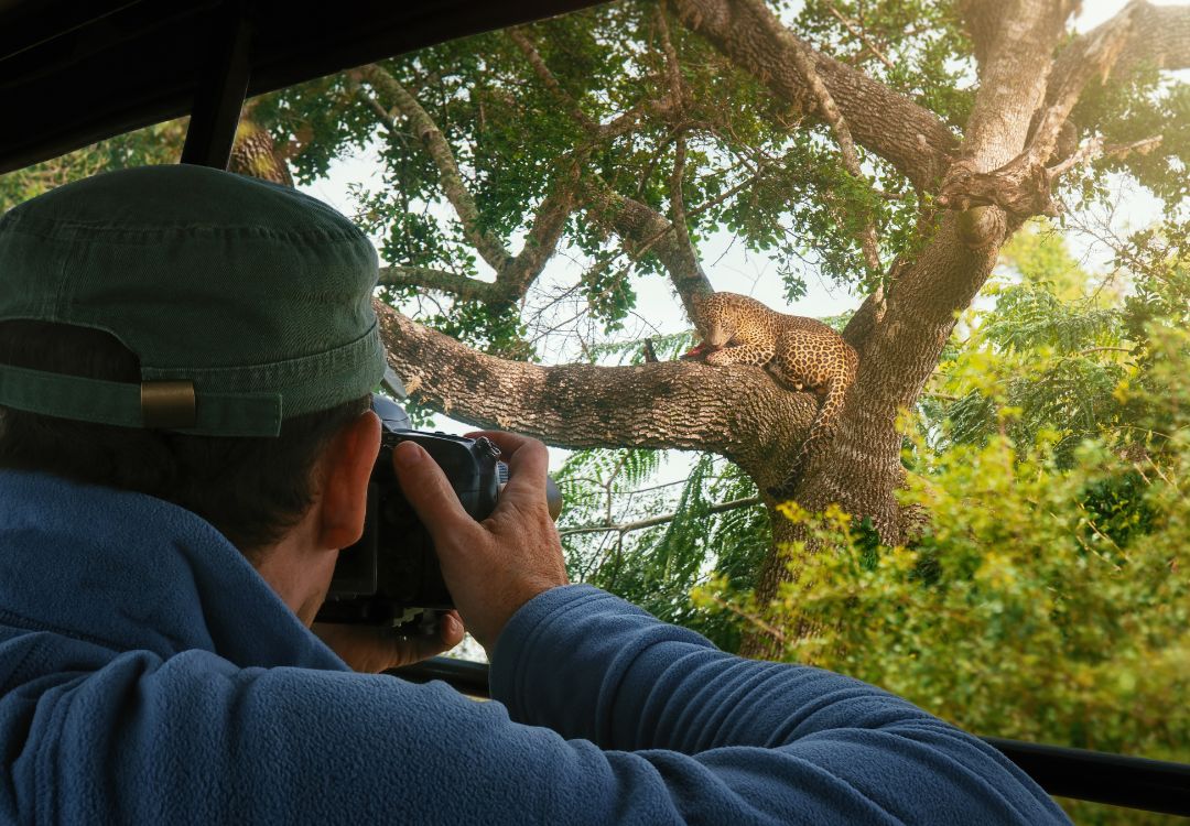 tourist photographs wild leopard during safari tour of africa.
