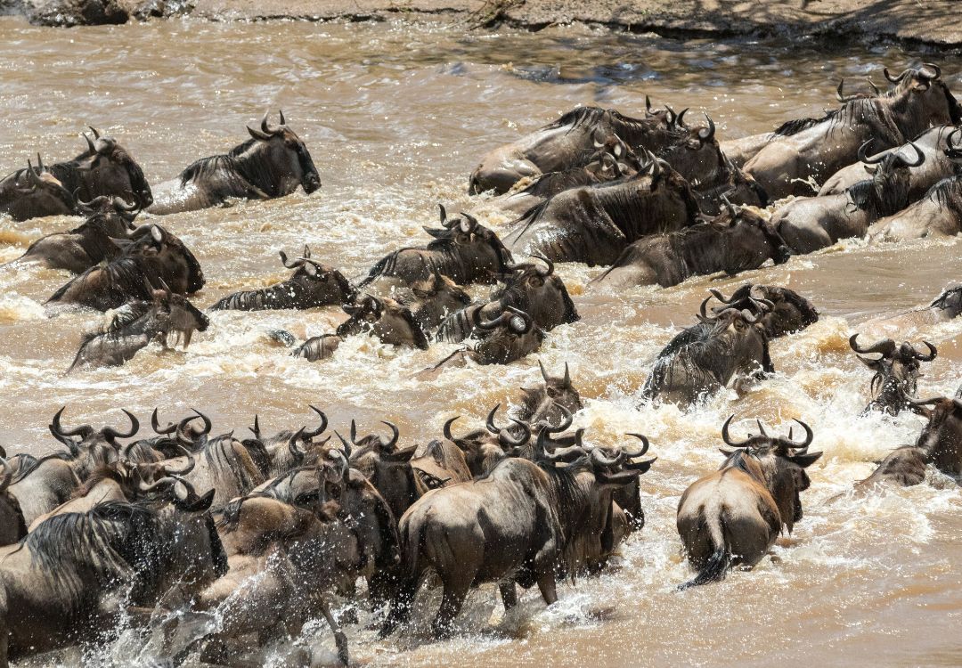 wild beast migration in serengeti