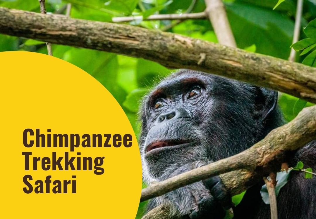 beacon adventure chimpanzee
