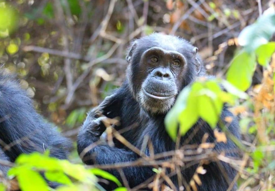 beacon adventure chimps in gombe