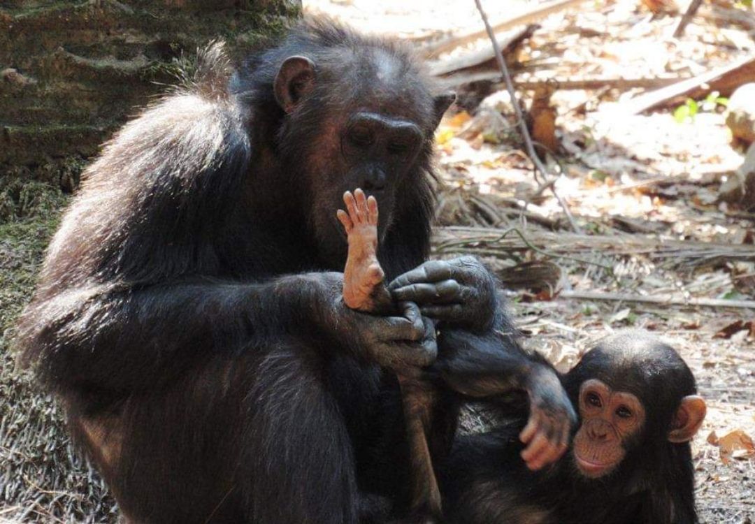 beacon adventure chimps in mahale