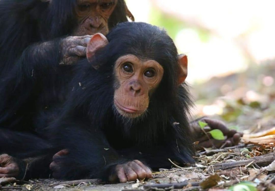 beacon adventure chimps